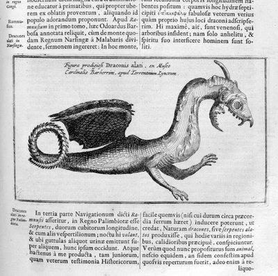 Drage, 1678 av Athanasius Kircher