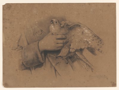 Kestrel fanget i hendene av August Allebe