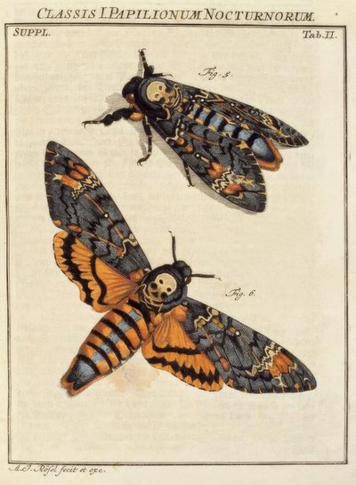 Sommerfugl, hodeskalle / Rösel v. R. av August Johann Rösel von Rosenhof