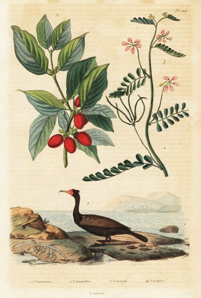 Skarv, Cornelian kirsebær og skorpion vikker., 1834-1839 (gravering) av Auguste Dumenil