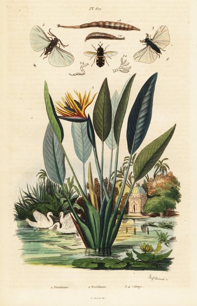 Soldatfly, traneblomst og ,1834-1839 (gravering) av Auguste Dumenil