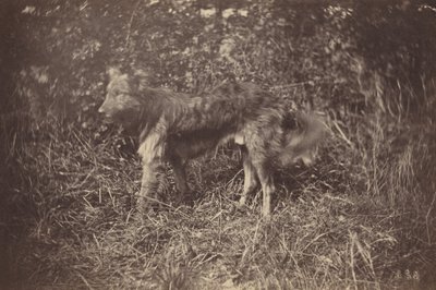  av Auguste Giraudon