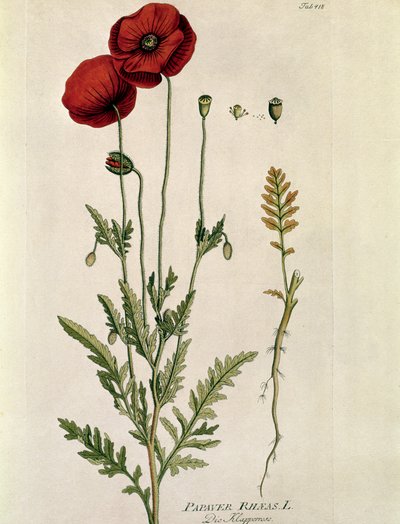 Botanisk: ""Red Poppy"" (Papaver rhaeas) Plate hentet fra "" Medicinalium secundum Linnaei Digestarumó av Joseph Jacobi Plenck (1735-1807) 1788-1803 Privat samling av Austrian School