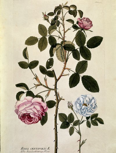 Botanisk: Rose med hundre blader (Rosa centifolia) Tallerken hentet fra "Medicinalium secundum Linnaei digestarum"" av Joseph Jacobi Plenck (1735-1807) 1788-1803 Privat samling av Austrian School