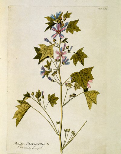Botanisk: ""stor lilla"" (Malva sylvestris) Plate hentet fra ""Medicinalium secundum Linnaei digestarum"" av Joseph Jacobi Plenck (1735-1807) 1788-1803 Privat samling av Austrian School