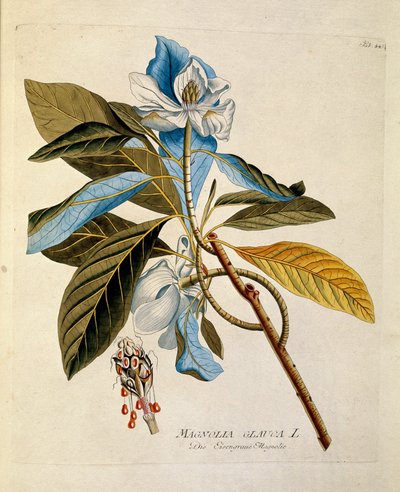 Botanisk: ""magnolia"" Plate hentet fra ""Medicinalium secundum Linnaei digestarum"" av Joseph Jacobi Plenck (1735-1807) 1788-1803 Privat samling av Austrian School