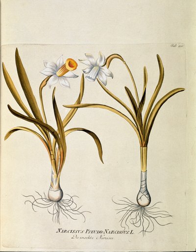 Botanisk: ""gul narcissus eller trompet"" (Narcissus pseudonarcissus) Plate hentet fra ""Medicinalium secundum Linnaei digestarum"" av Joseph Jacobi Plenck (1735-1807) 1788-1803 Privat samling av Austrian School