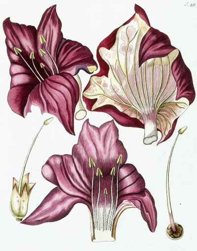 Figur 18, fra "Collectanea for Botanica, Chemistry, and Natural History with Figures", 1786-1796 av Austrian School