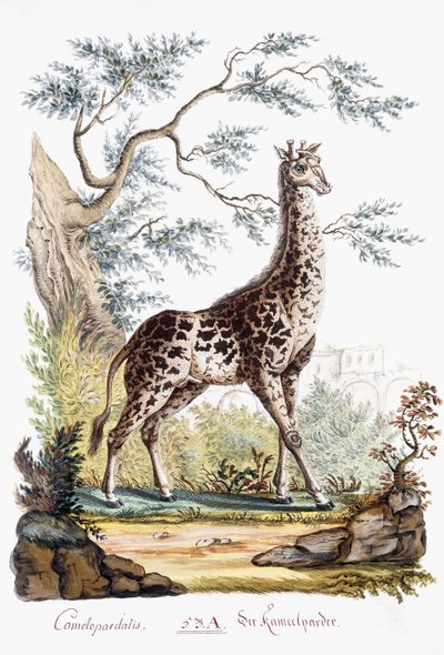 Giraffe, 1794 av Austrian School