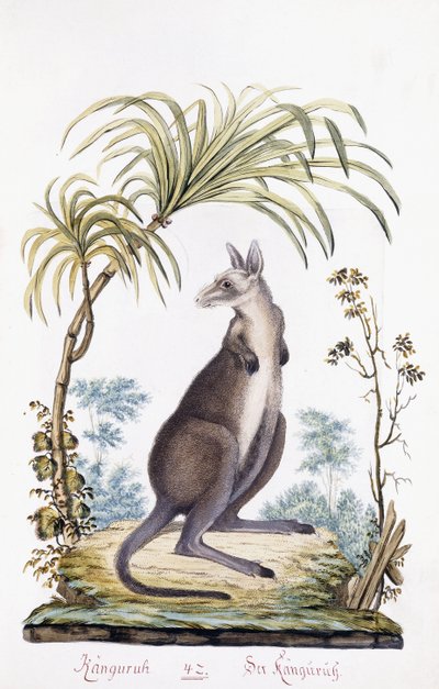 Kenguru, 1794 av Austrian School