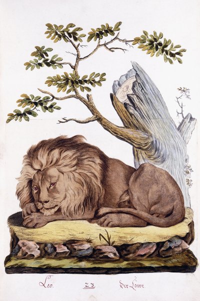 Løve, 1794 av Austrian School