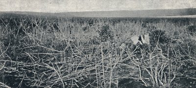 Cassava plantasje, 1895 av Axel Frick