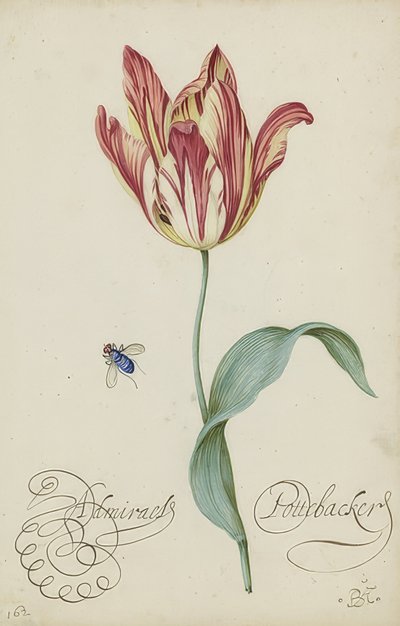 Studie av en tulipan og en flue. 1620-29 av Balthasar van der Ast