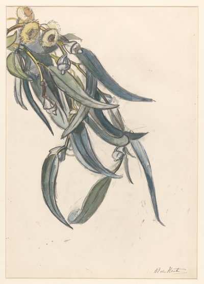 Blomstrende gren av en eukalyptus av Barbara Elisabeth van Houten