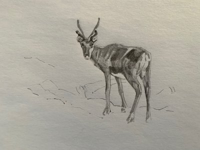 Reinsdyr, 2019 av Barbara Hoogeweegen