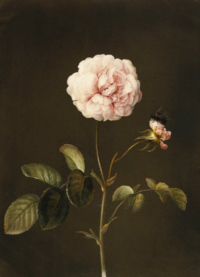 En Gallica Rose med en humle, av Barbara Regina Dietzsch