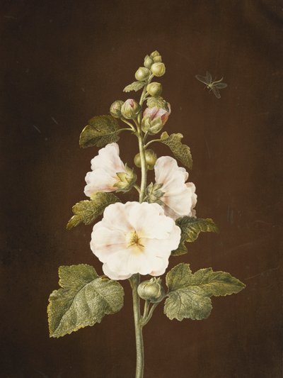 En stokkrose, av Barbara Regina Dietzsch