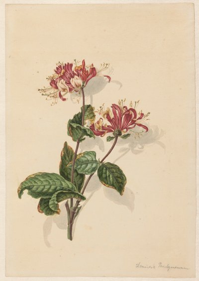 Gren av vill kaprifol (Lonicera periclymenum) av Barend Hendrik Thier