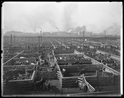 Storfebinger ved Union Stock Yards, Chicago, Illinois, USA, ca. 1900 (s/hvitt-bilde) av Barnes and Crosby