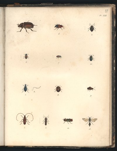 Beetles and Wasps, Pl.XXII, illustrasjon fra 