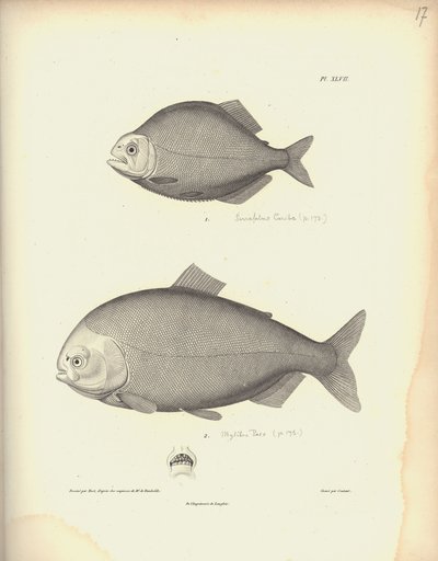 Characidae, Pl. XLVII, stål gravert av Coutant etter en gravering av Nicola Huet (1770-1827), illustrasjon fra 'Samling av observasjon av zoologi og komparativ anatomi, andre del', av Al. V. av Baron Friedrich Alexander von Humboldt