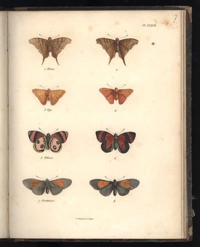 Lepidoptera, Pl. XXXVII, illustrasjon fra 