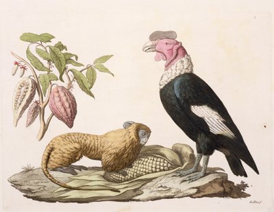 Løveape og kondor, hjemmehørende i Chile eller Ecuador, fra 