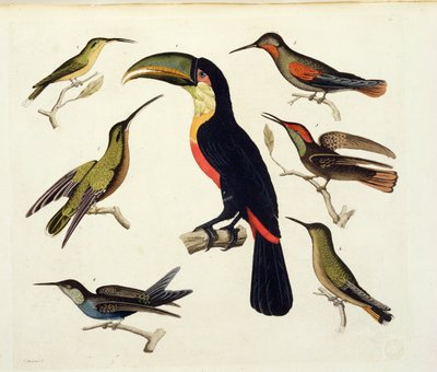 Innfødte fugler, inkludert tukanen (i midten), Amazonas, Brasil, fra 