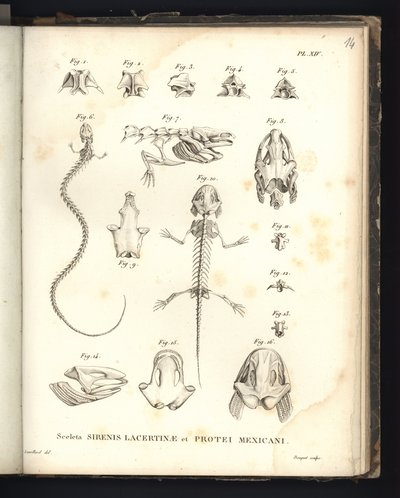 Skjelettene til Strenis Lizard og Proteus fra Mexico, plate XIV, Osteology of the Sirenomelia and Axolotl av Baron Friedrich Alexander von Humboldt