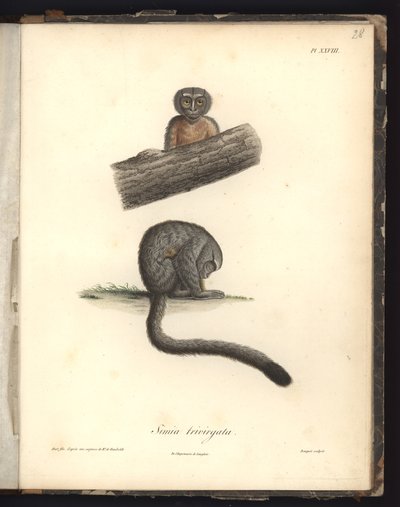 Simia trivirgata, Pl.XXVIII, stål gravert av Louis Bouquet (1765-1814) etter en gravering av Nicola Huet (1770-1827), illustrasjon fra 