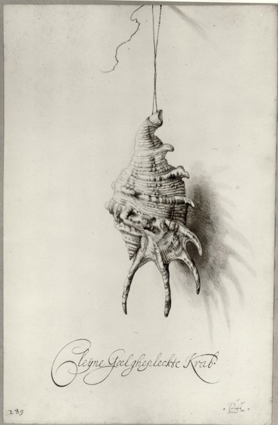  av Bartholomeus Assteyn