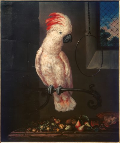 Hvit papegøye av Bartolomeo Bimbi