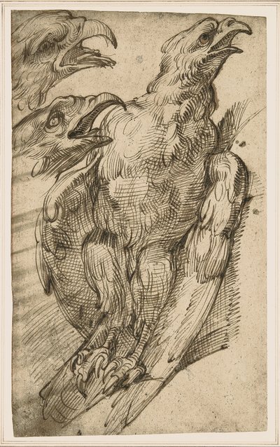Studie av en ørn av Bartolomeo Passarotti