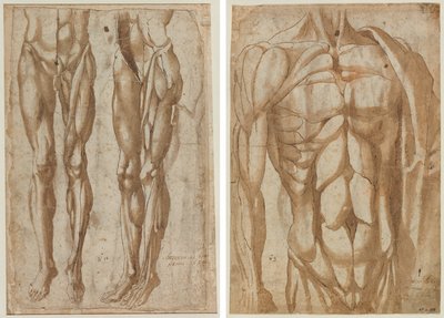 To studier av en flådd mann (recto) Studie av en flådd torso (verso) av Bartolommeo da Arezzo