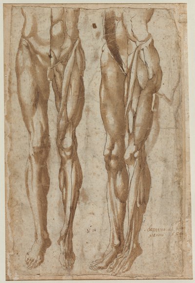 Two Studies of a Flayed Man recto Study of a Flayed Torso verso, 1554. av Bartolommeo da Arezzo
