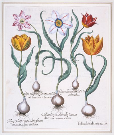 Tulipa Lutea Lituris Aureis, knust gul villtypetulipan, 1613. av Basil Besler
