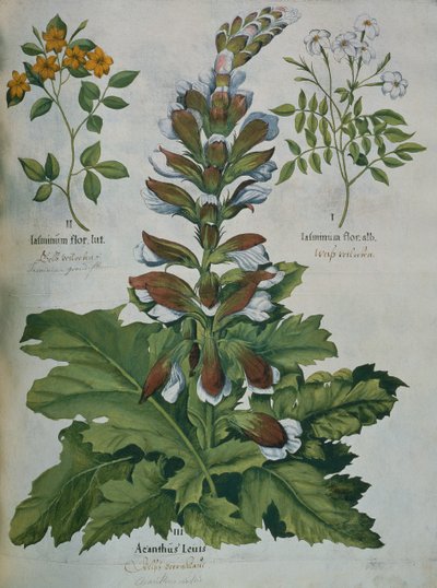 Et blad fra Beslers Hortus Eystettensis (farget gravering) av Basilius Besler