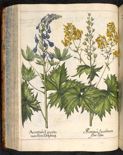Aconitum lycoctonum (Wolfsbane) fra Hortus Eystettensis, Basilius Besler av Basilius Besler