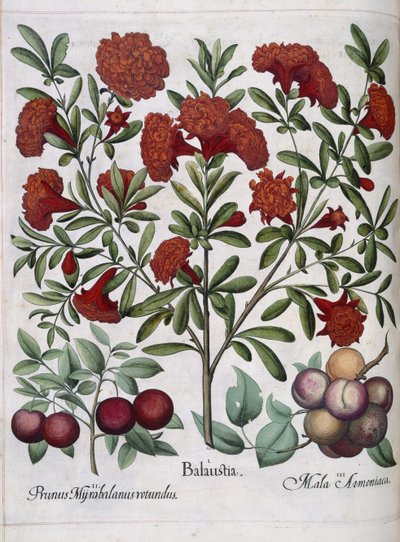 Frukt, fra 