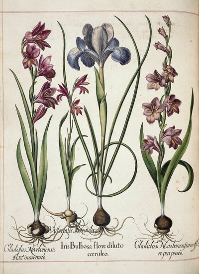 Gladiolus og iris, fra 