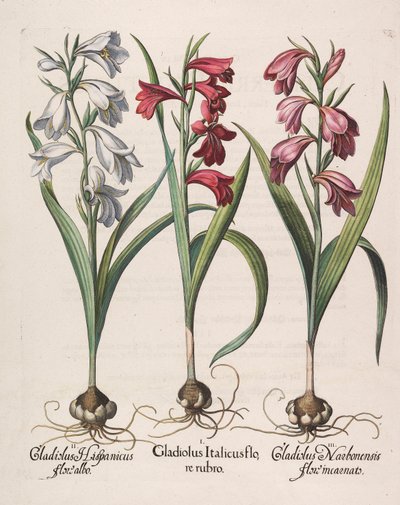Gladiolus italicus rød blomst, 1613 av Basilius Besler