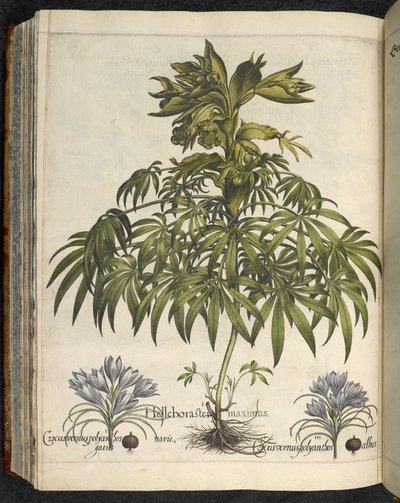 Helleborus, Illustrasjon fra 'Hortus Eystettensis, sive diligens et accurata omn', ca. 1613 (farget gravering) av Basilius Besler