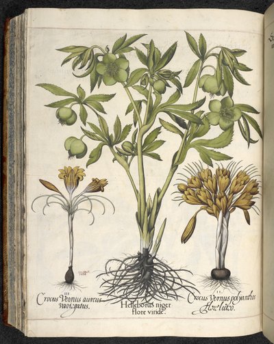 Helleborus niger, Illustrasjon fra 'Hortus Eystettensis, sive diligens et accurata omn', ca. 1613 (farget gravering) av Basilius Besler