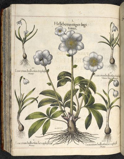 Helleborus niger, Illustrasjon fra 