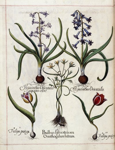 Hyasint og tulipan, fra 