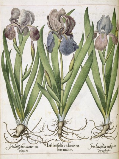 Iris, fra 