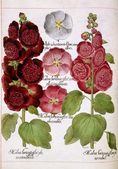 Malva Hortensis, fra 
