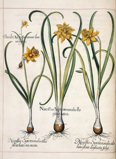 Narcissus, fra 