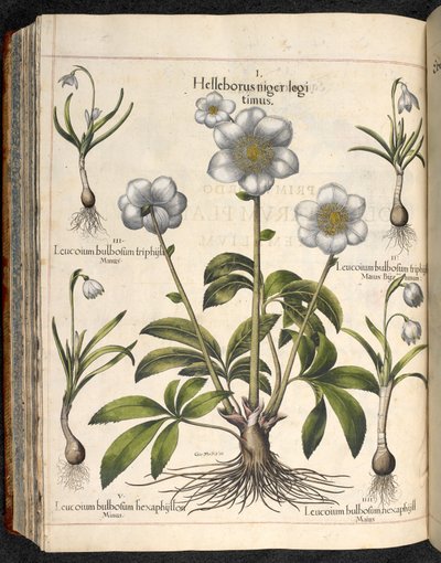 Plate 29: Black Helleborus ...   Hagen til Eystetten, ...  Basil Besler av Basilius Besler