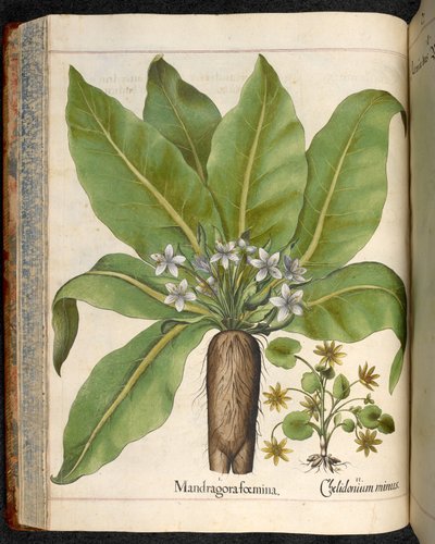 Plate 29: Mandragora femina (Mandrake), fra Hortus Eystettensis, av Basilius Besler av Basilius Besler